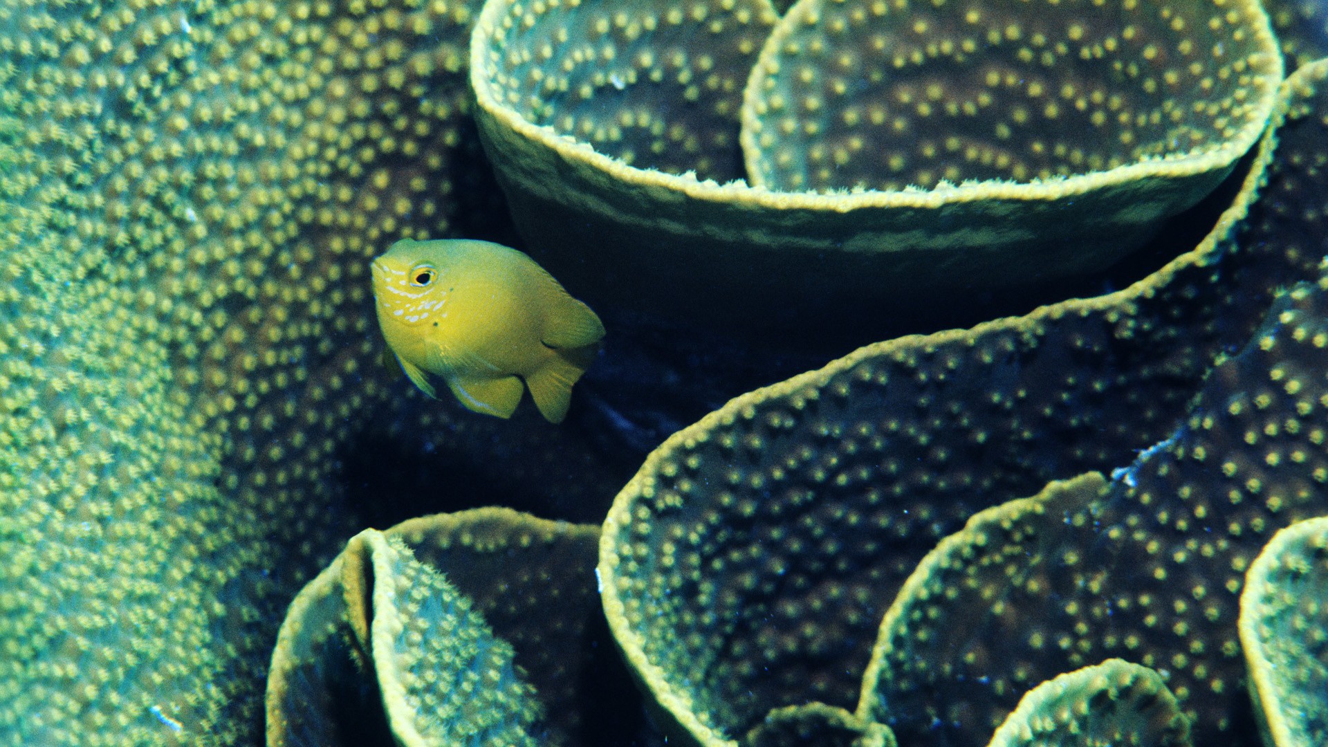 Fish Underwater Coral Reef Wallpaper