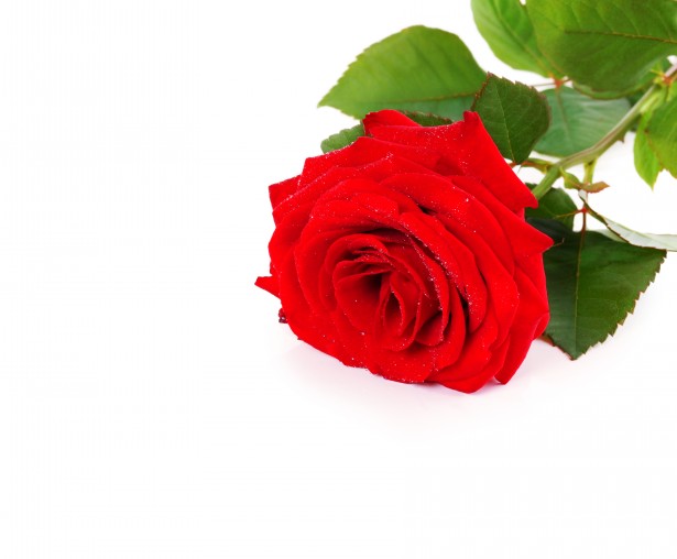 Red Roses On A White Background by Larisa Koshkina