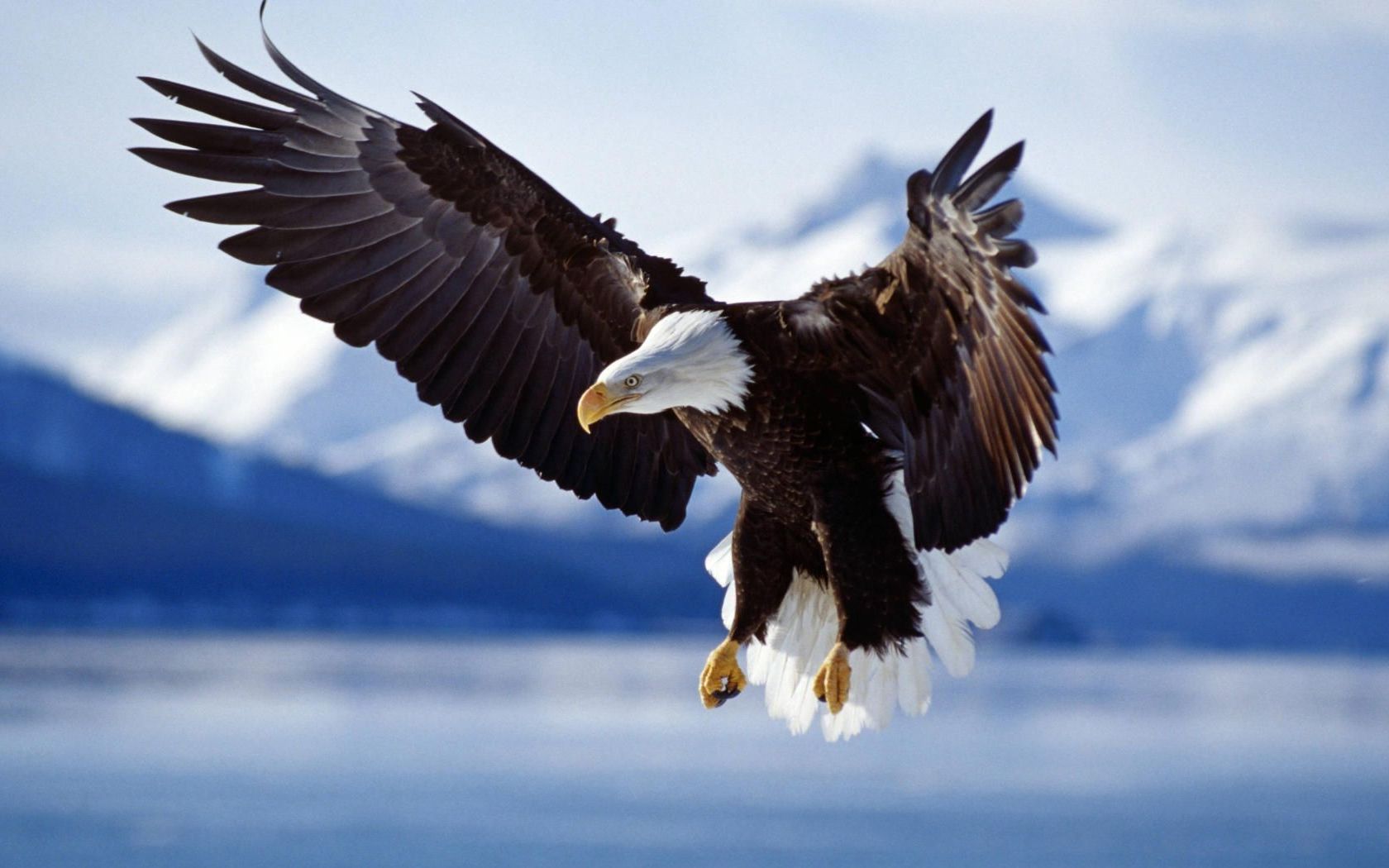  eagles pictures wallpaper american flag and eagle pictures wallpaper
