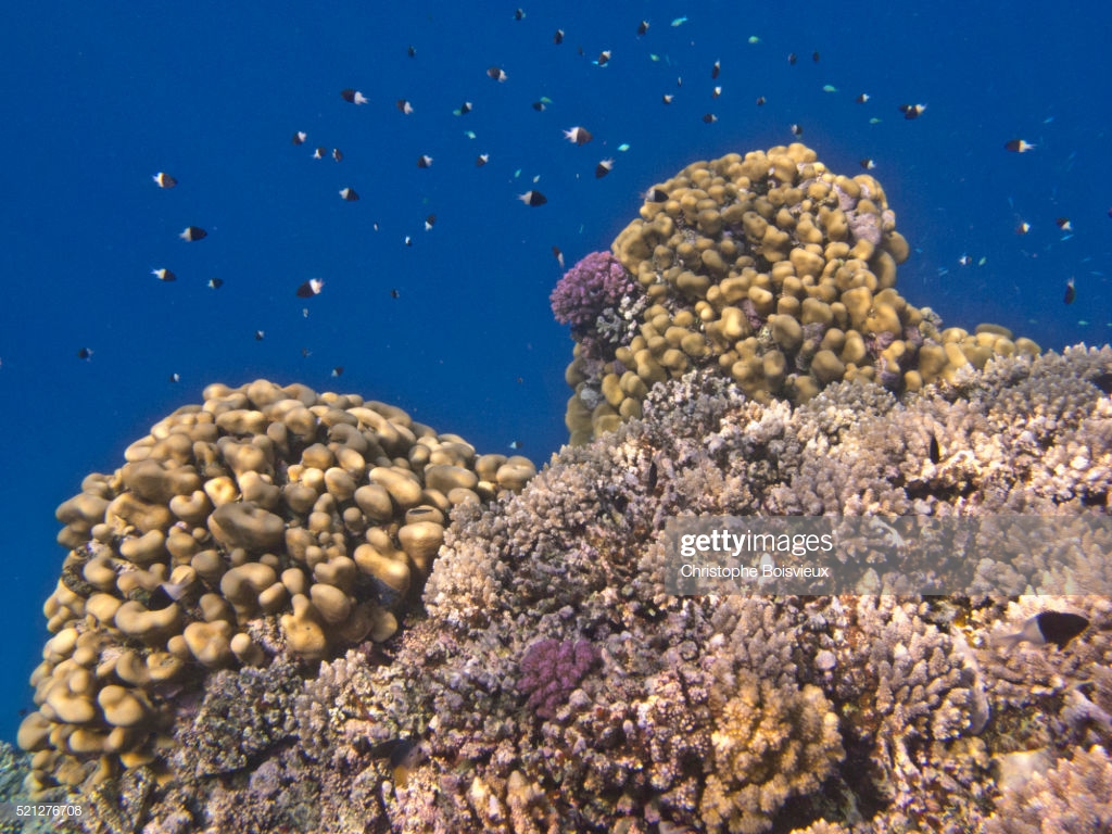 Egypt Marsa Alam Region Red Sea Coral Reef Shoal Of Lyretail