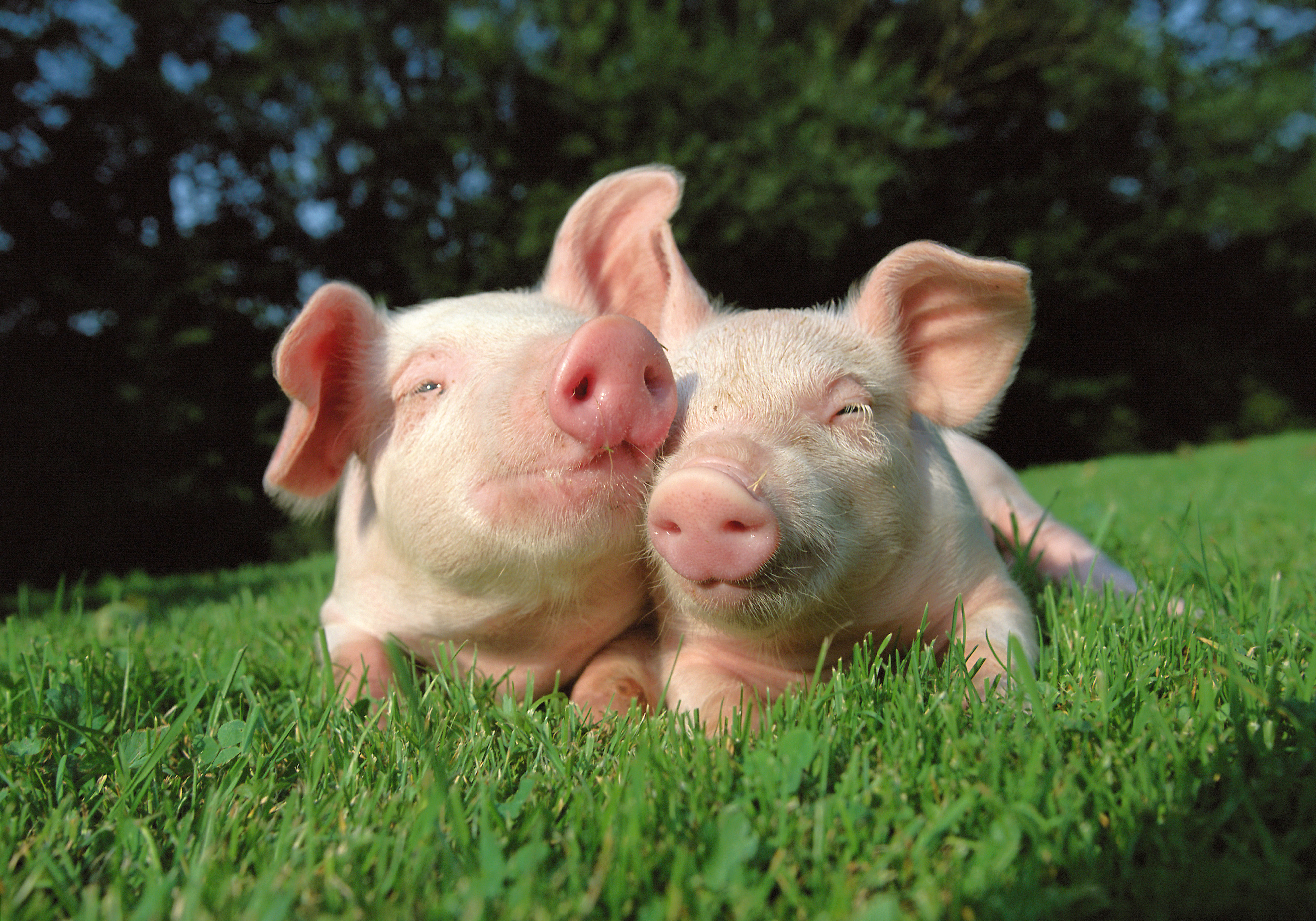 Cute Pigs Wallpaper And Image Pictures Photos