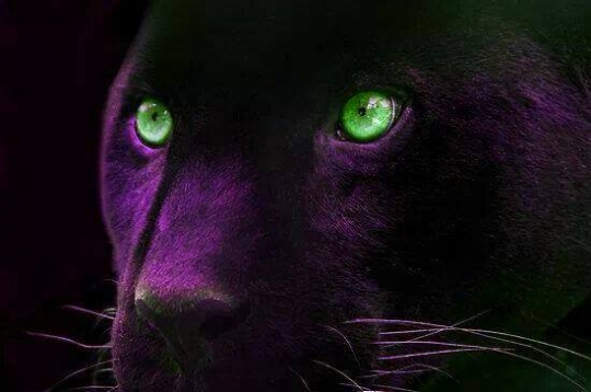 Animals Big Cats Black Panther Eyes Animal Wallpaper