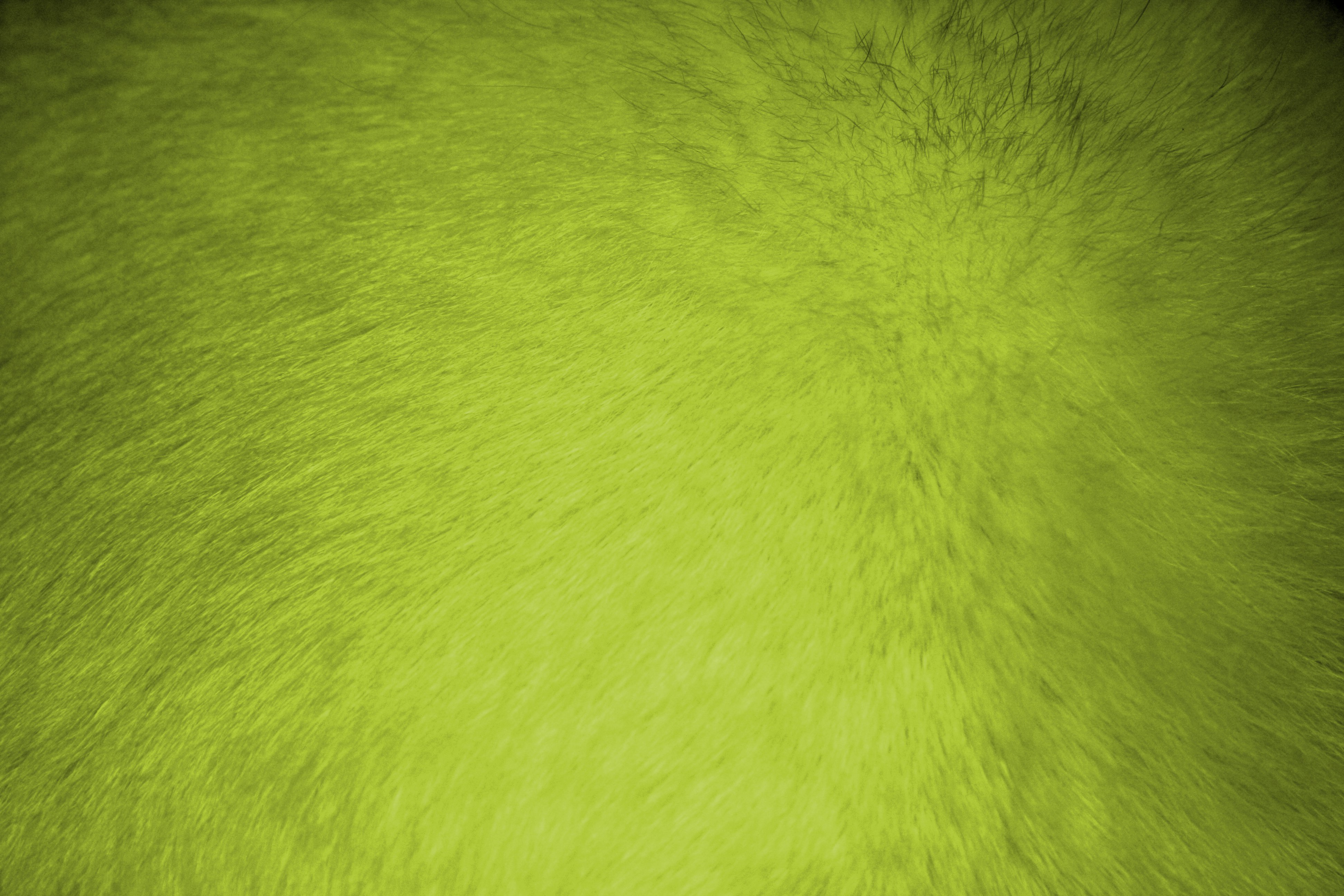 Chartreuse Fur Texture Picture Photograph Photos Public