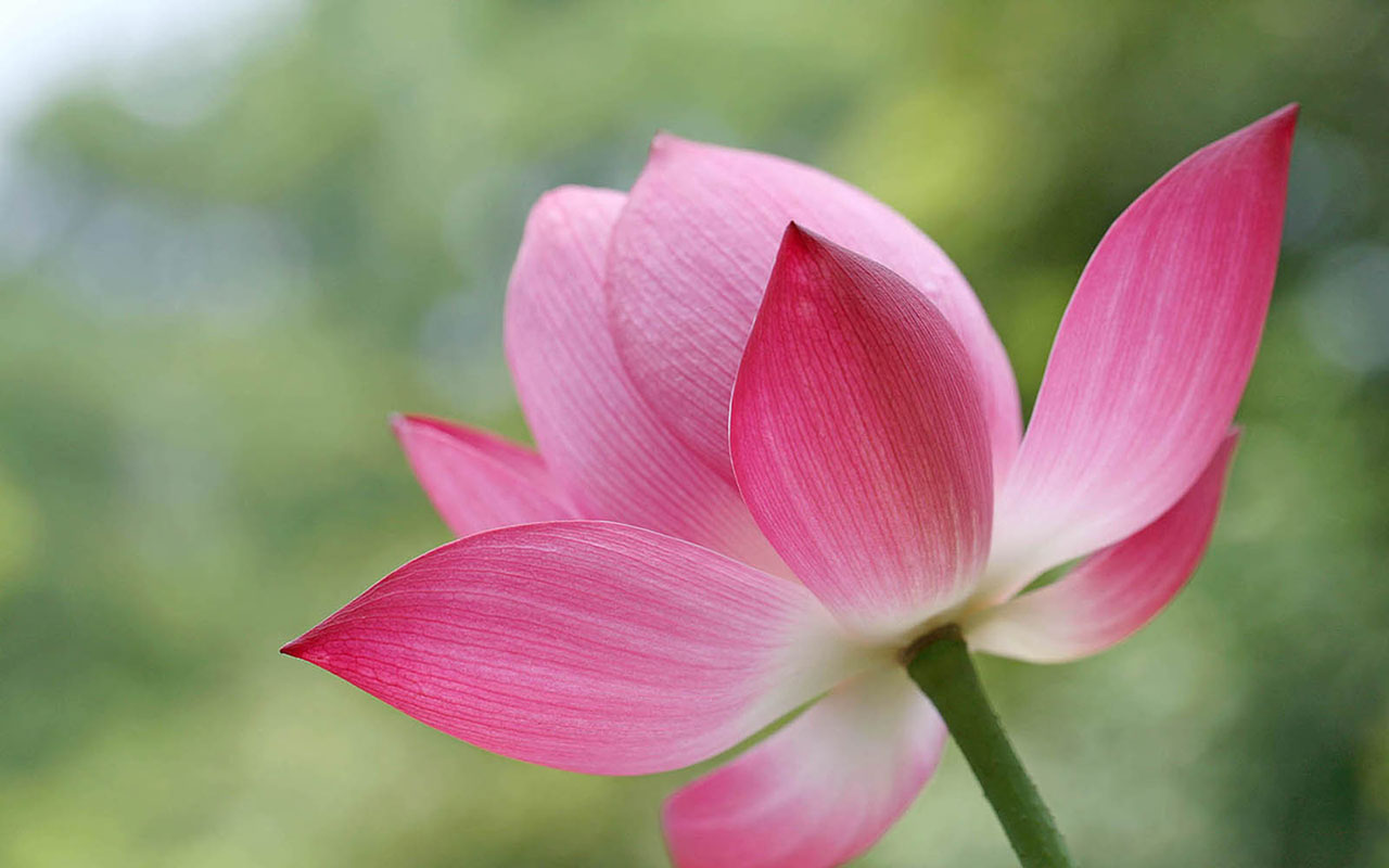 Lotus Flowers Wallpapers HD Pictures One HD Wallpaper Pictures 1280x800