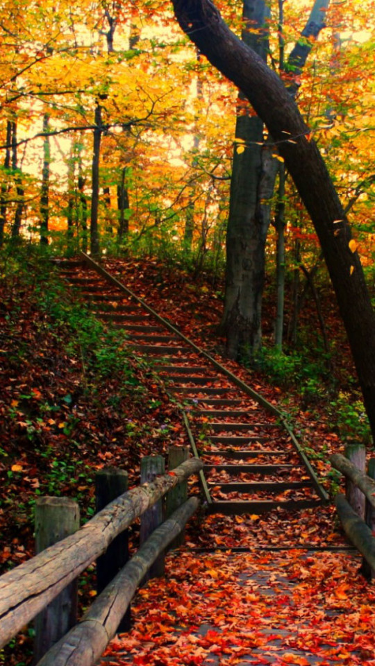 Autumn Path Wallpaper iPhone