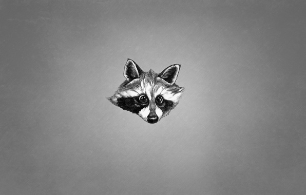 Wallpaper Animal Snout Raccoon Black And White Minimalism