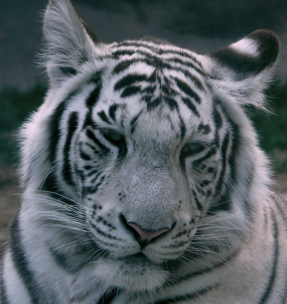 White Siberian Tiger Pictures Picture Of The Tigers