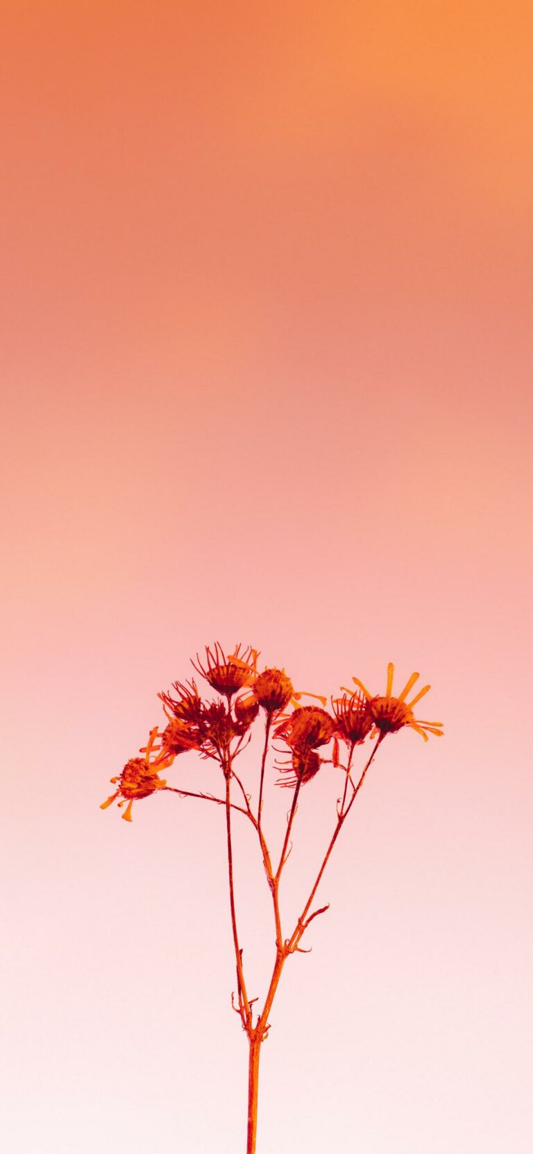 Wallpaper
