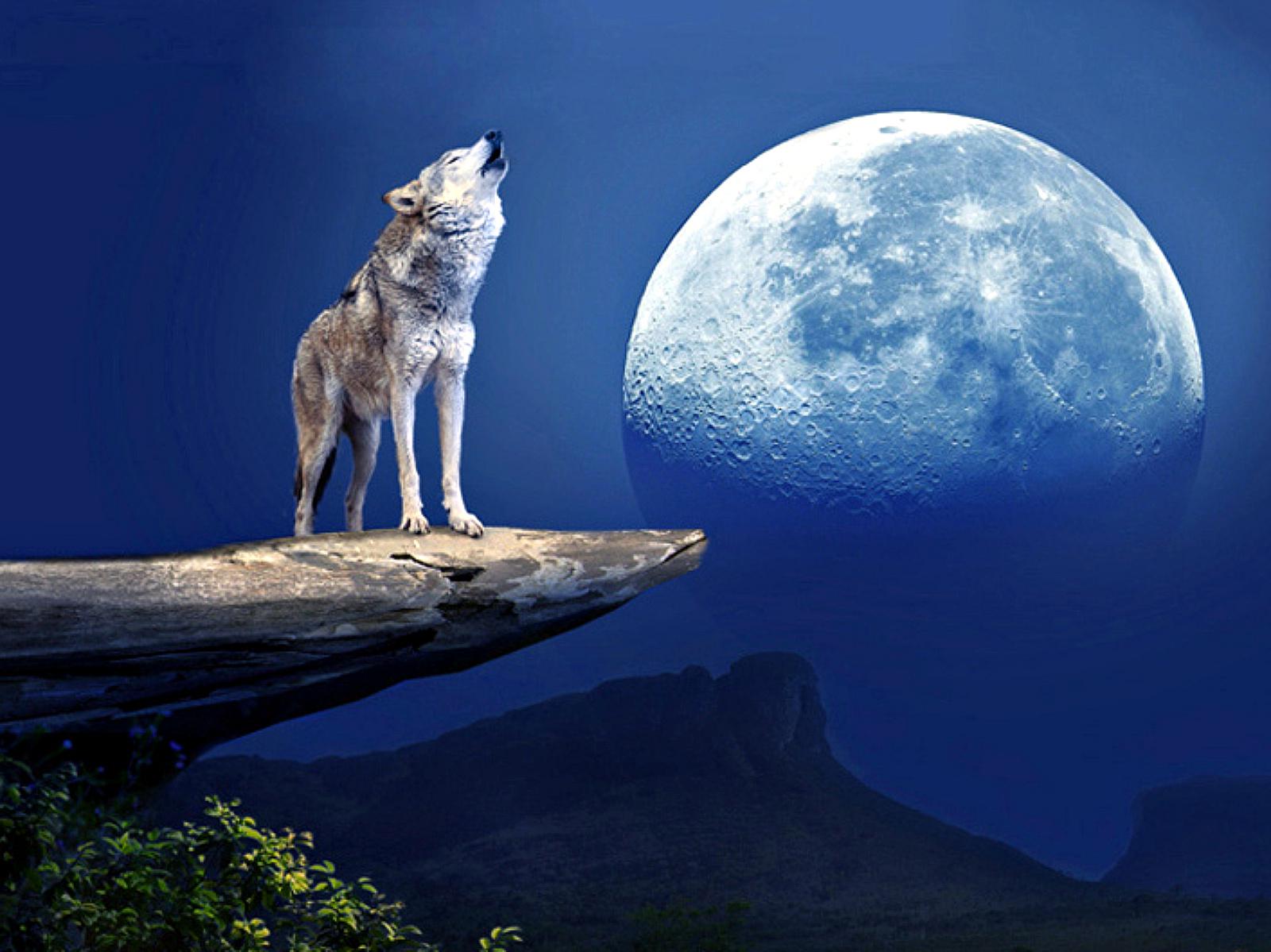 Wolf Howling At The Moon Wallpaper HD