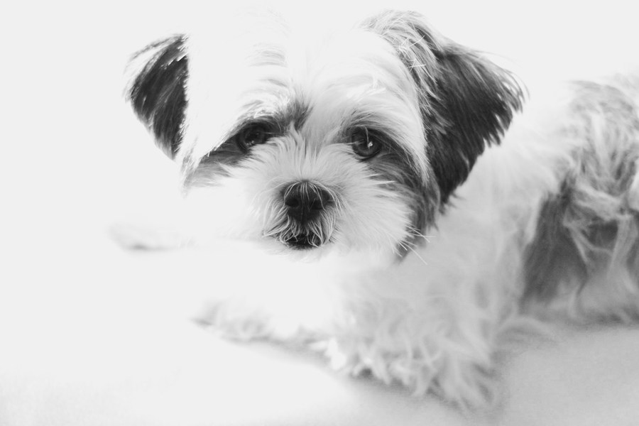 Related Pictures Shih Tzu Dog Funny And Cute6 Cute Wallpaper