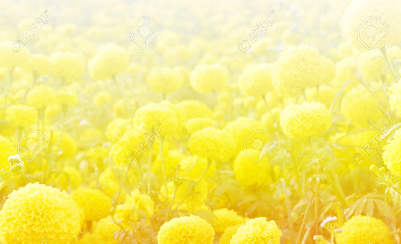 Flower Abstract Soft Light Background Yellow Color Tone Stock
