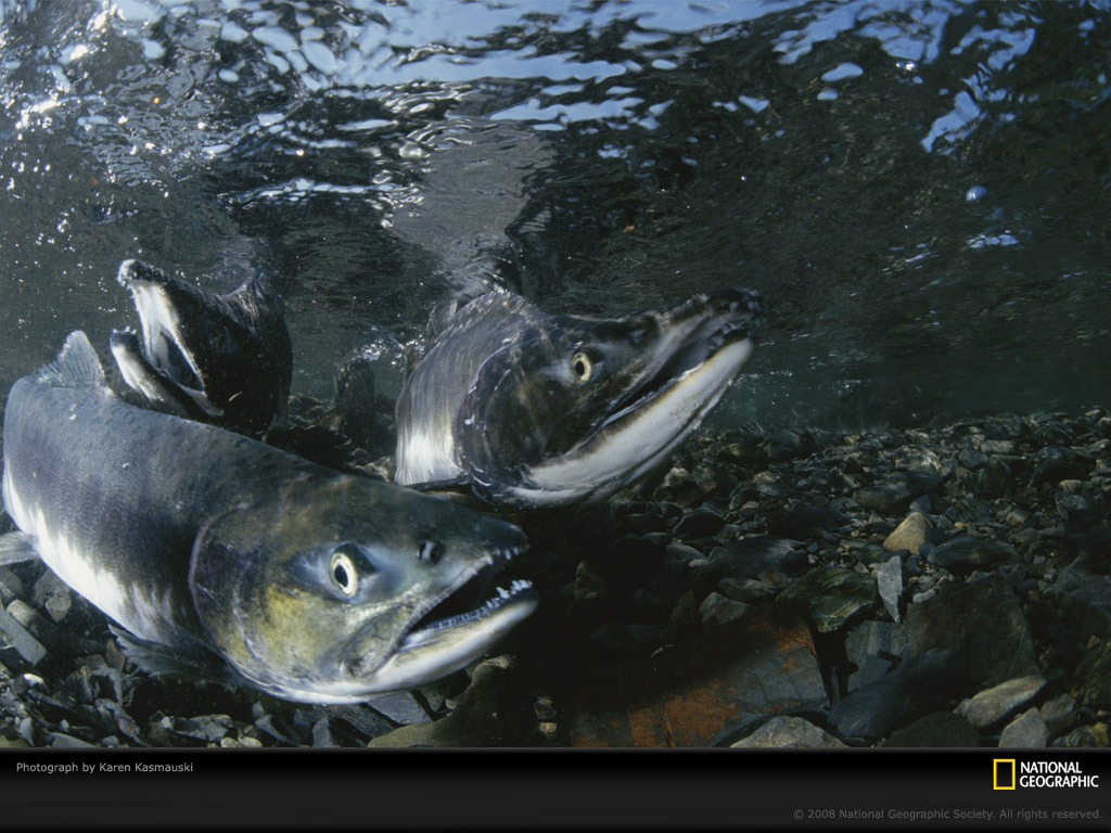 Spawning Salmon Photo Of The Day Picture Photography Wallpaper
