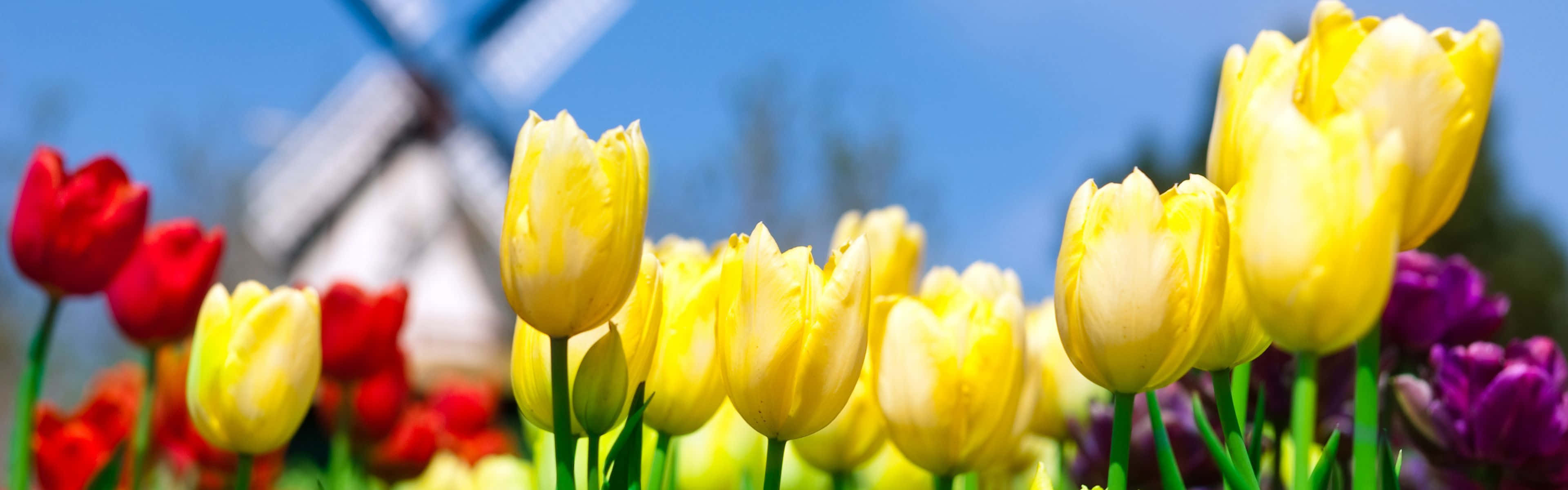 Spring Dual Monitor Wallpaper