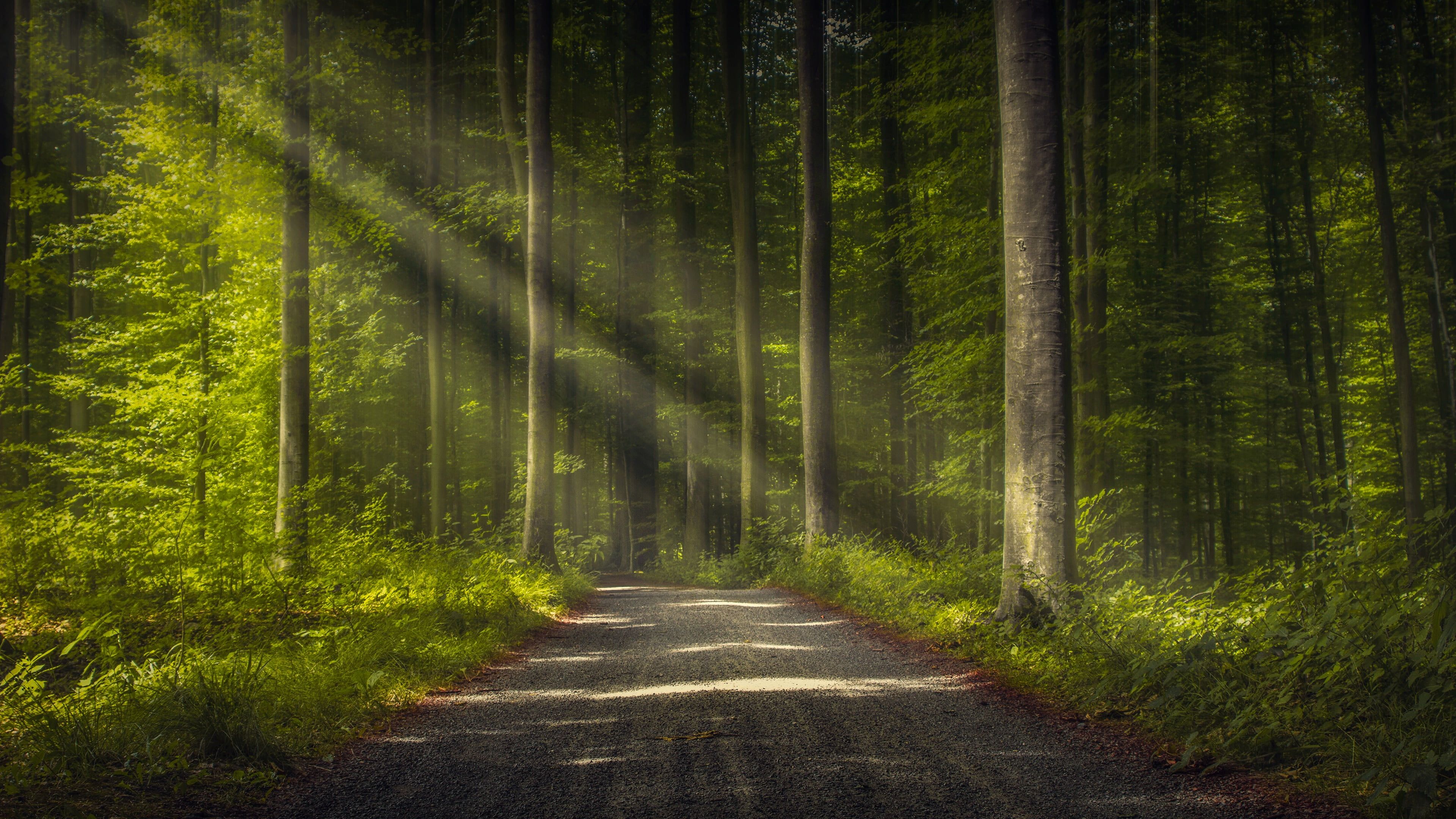 Perfect 4k Desktop Wallpaper Forest You Can Save It Without A Penny