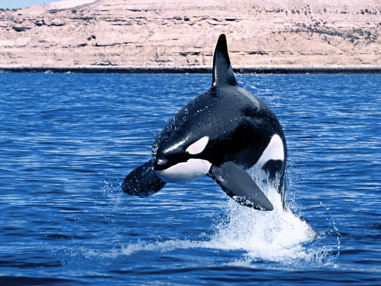 Killer Whale Wallpaper Desktop Background HD
