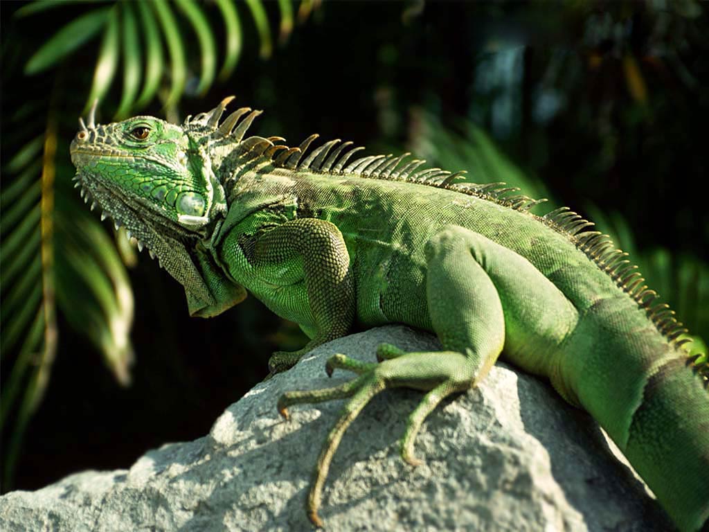 Green Iguana Wallpaper Desktop And Mobile Animals Town