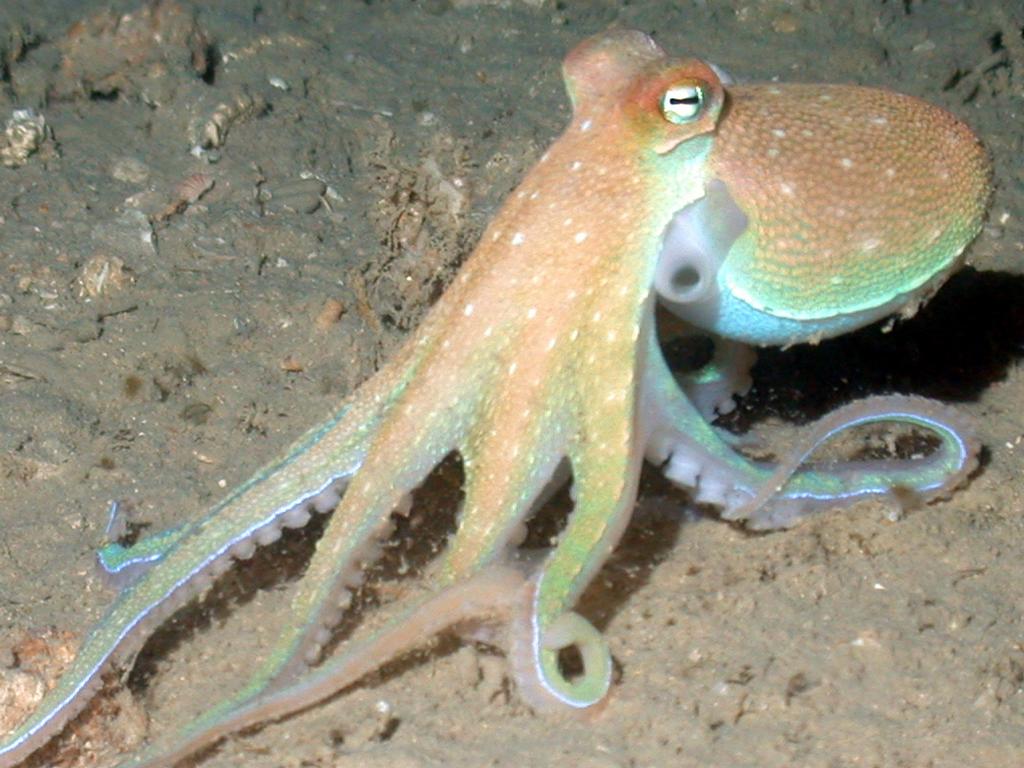 Octopus Wallpaper Me