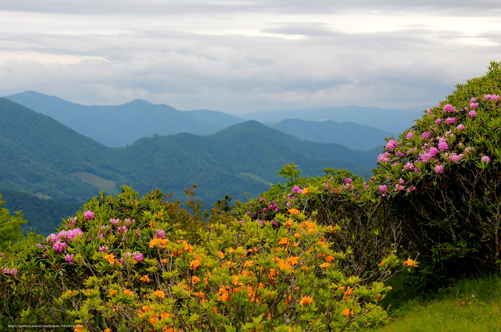Wallpaper Mountains Usa Rhododendrons North Desktop