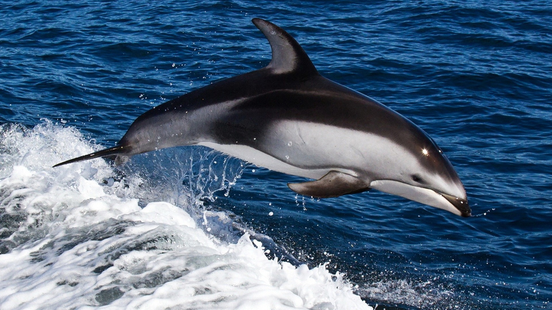 Dolphin Water Swim Jump Splash Sea Full HD 1080p Background