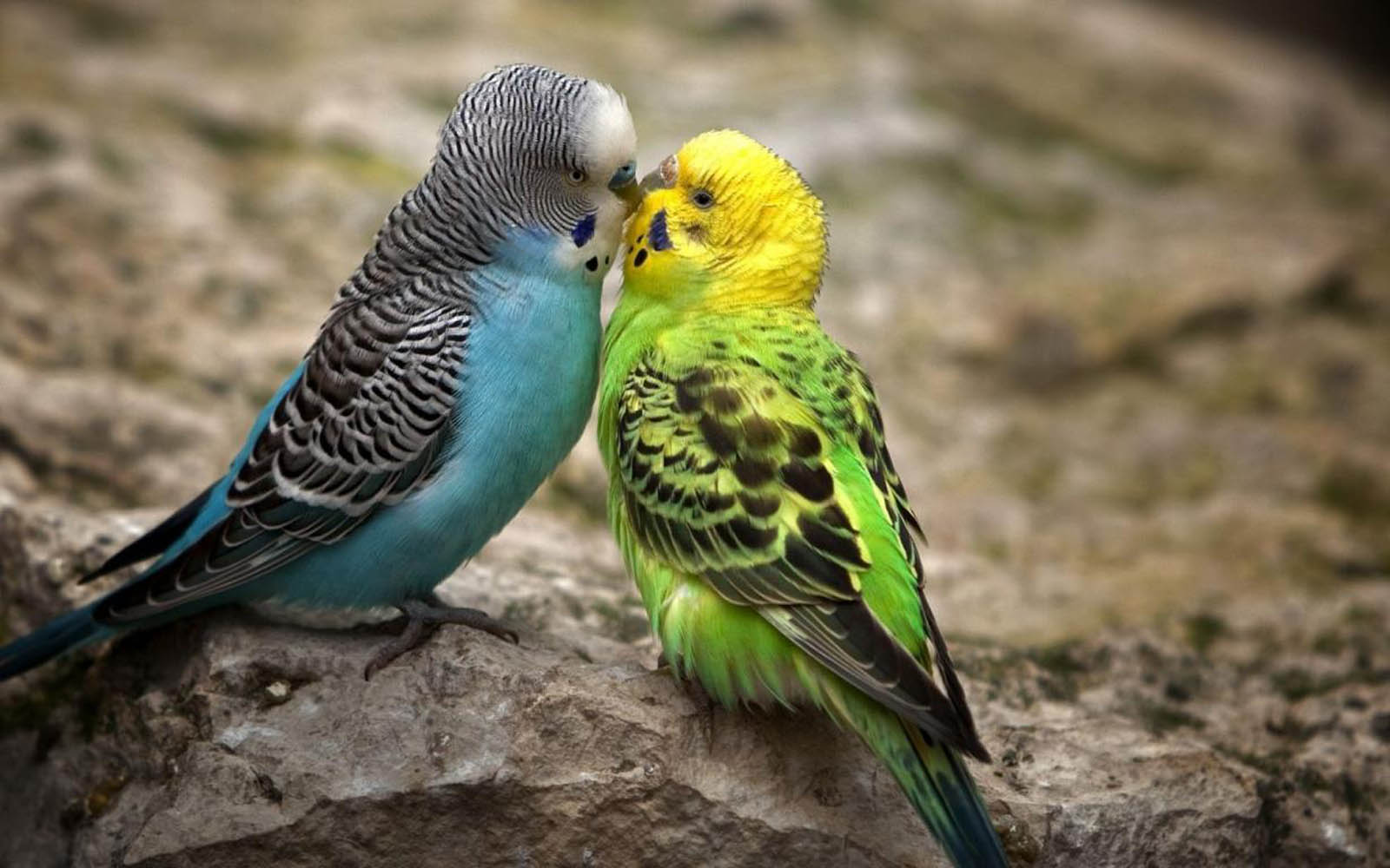 335d4b09dc Love Birds Wallpaper