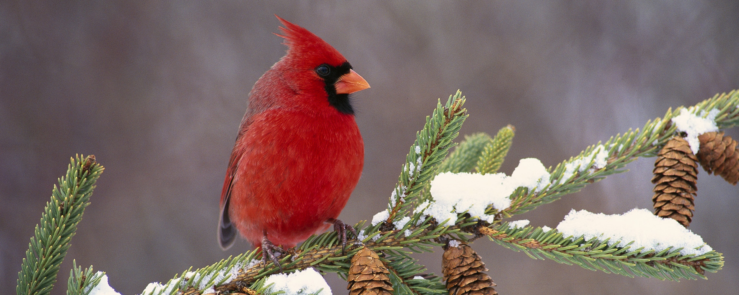 Download Wallpaper 2560x1024 cardinal bird color branch snow Dual