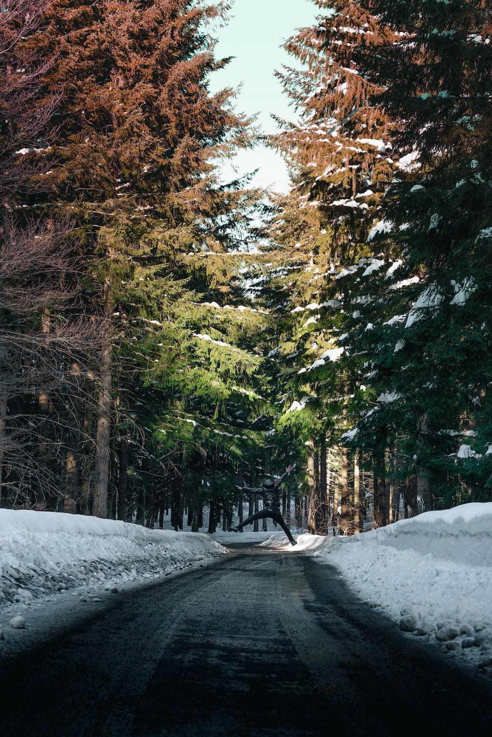 A Snow Covered Road Surrounded By Tall Trees Photo Nature
