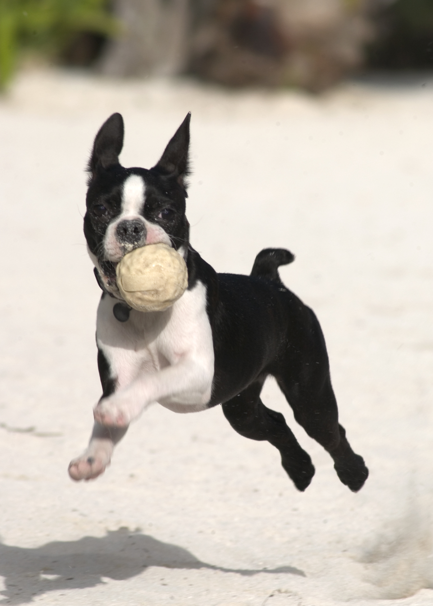 Boston Terrier With A Ball Photo And Wallpaper Beautiful