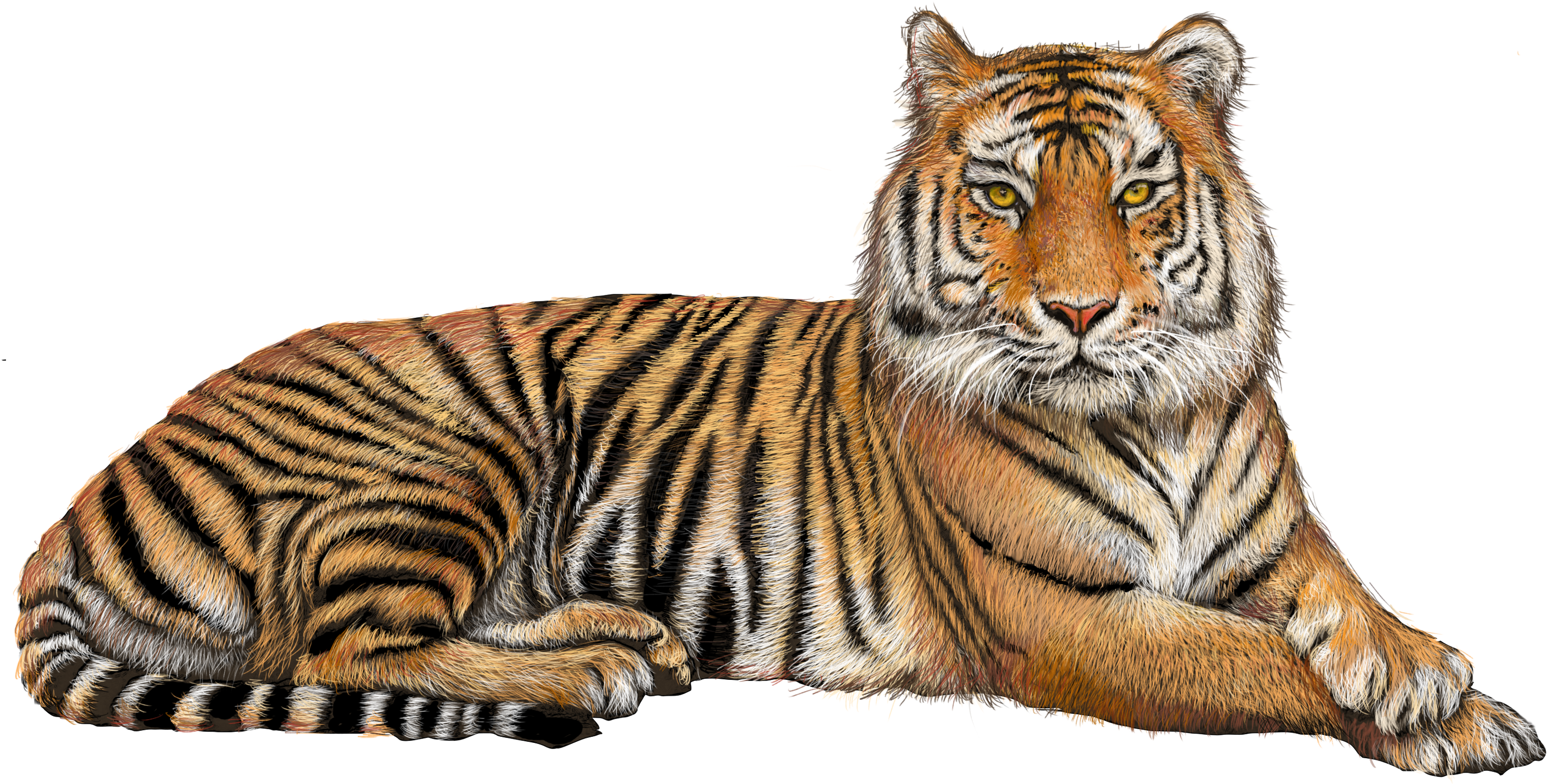 Tiger Clipart Transparent Background Graphic Black HD
