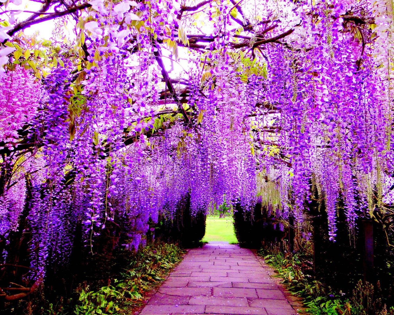 Hanging Flower Wisteria Purple Flowers Wallpaper For Pc