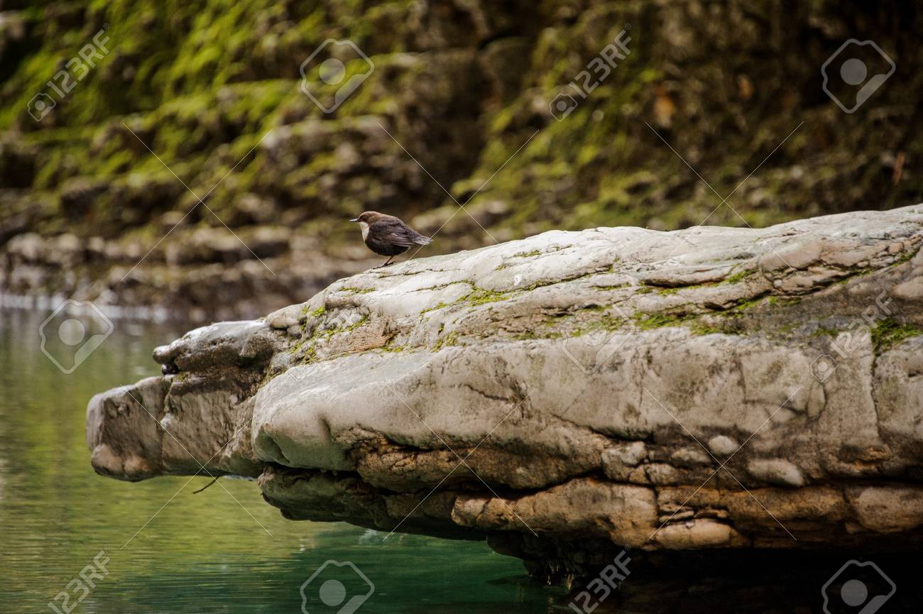 Cute Little Bird Sitting On The Stone Against Background