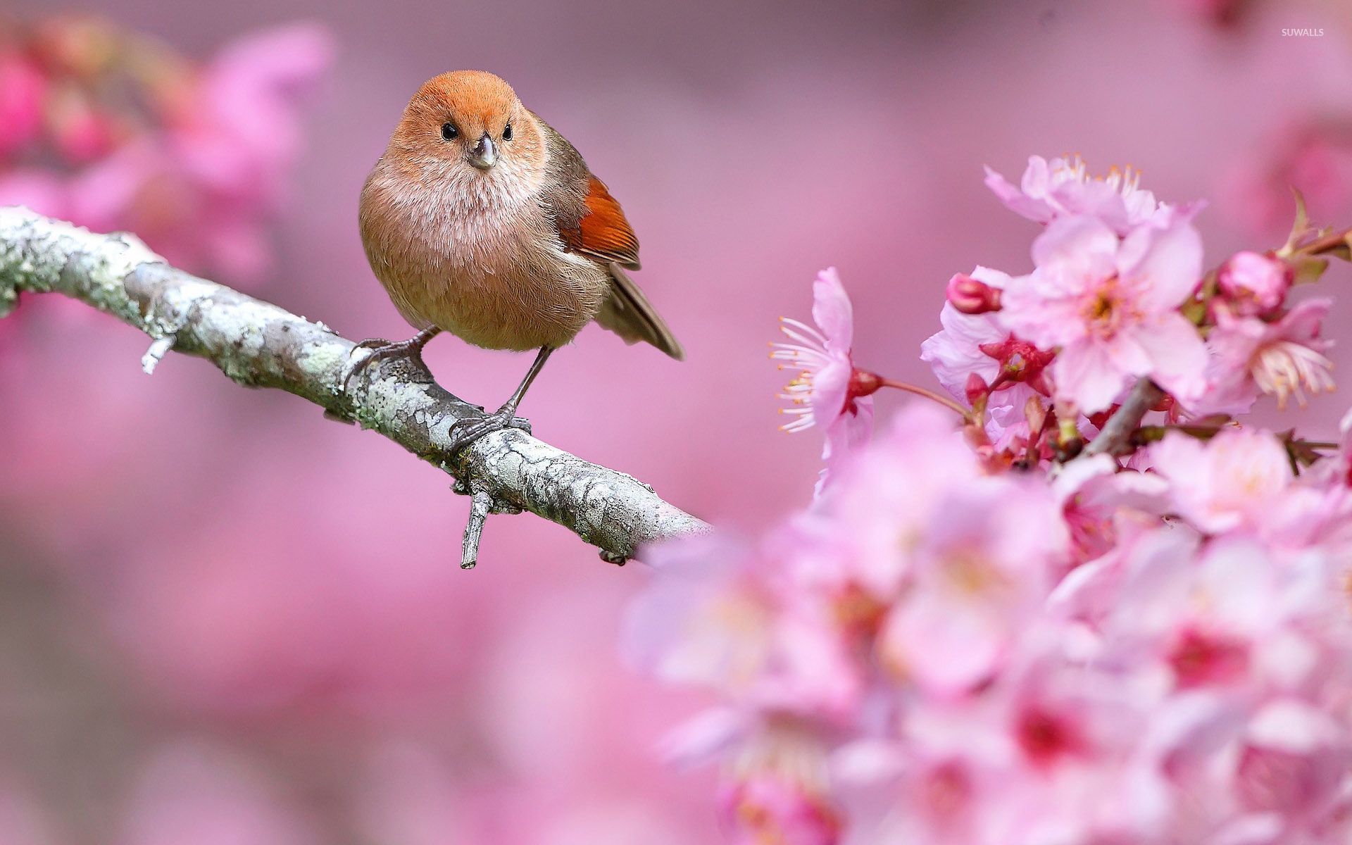 Small Bird In A Spring Tree Wallpaper Animal