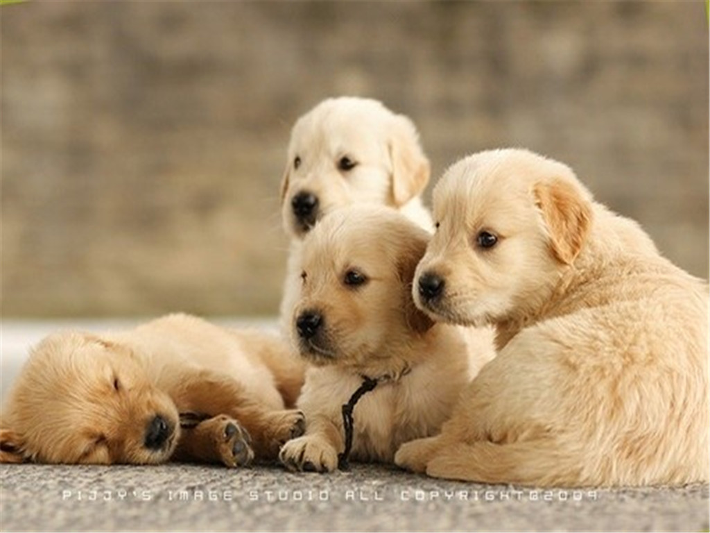 Free download beautiful puppies wallpapers 5 cute puppies photo ...