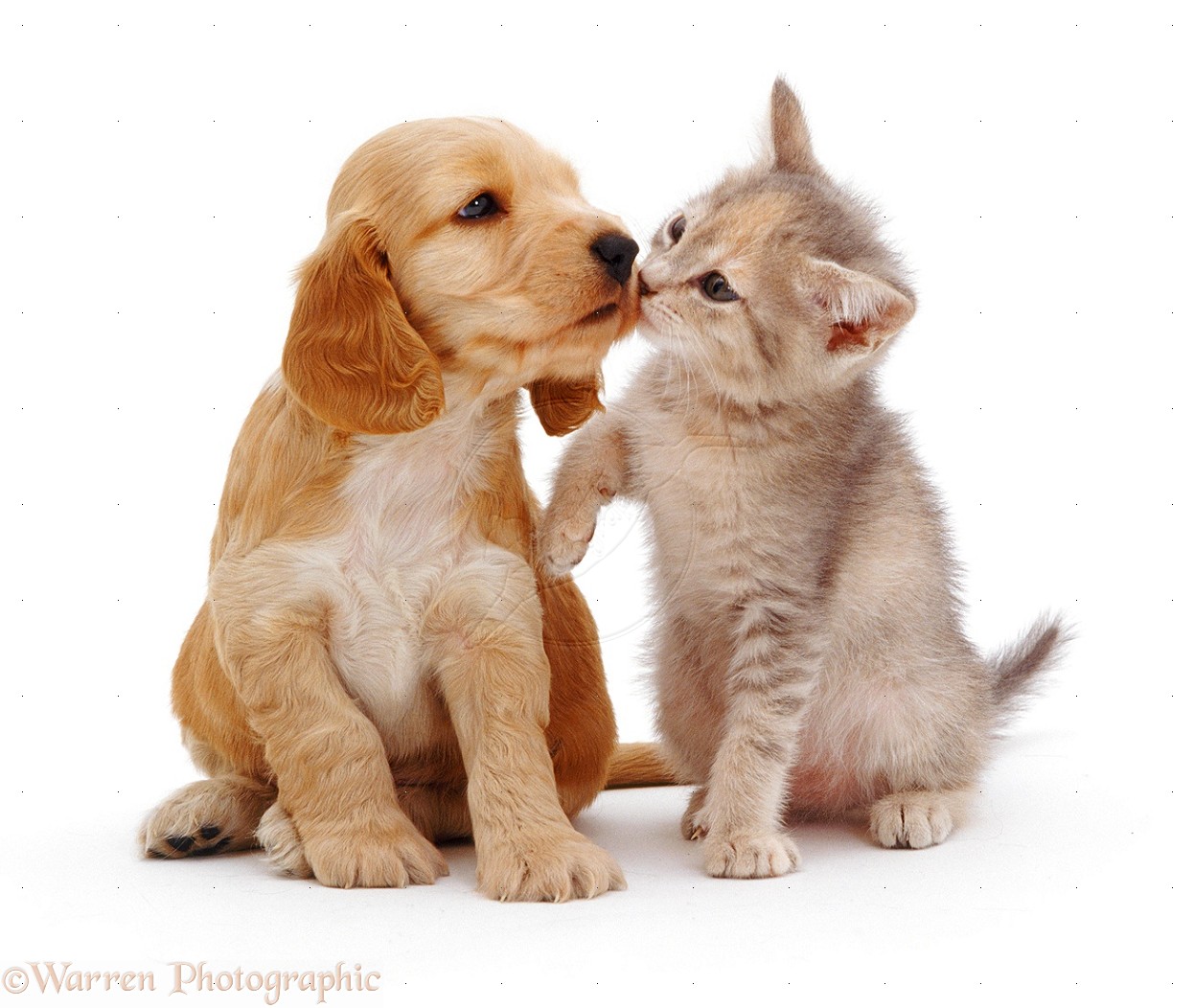 Puppies And Kittens Kissing Wallpaper Photos