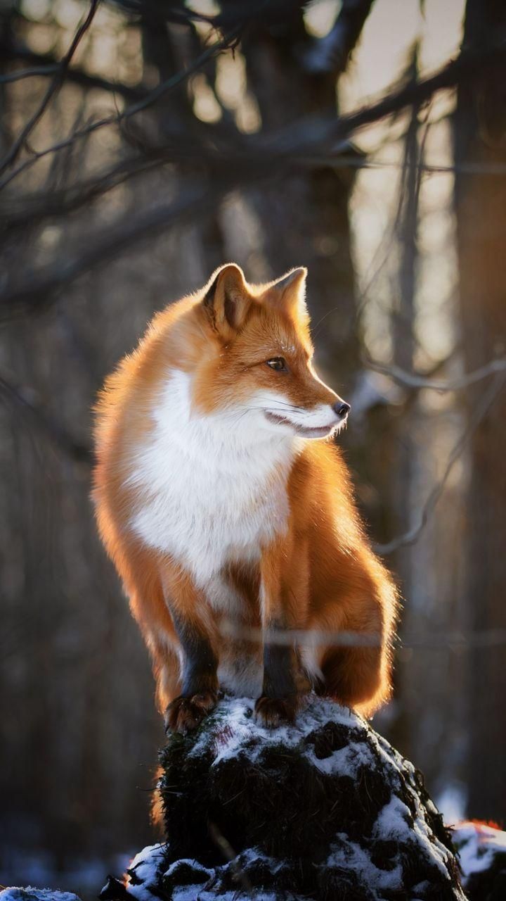 Fox Winter Morning Phone Wallpaper Animals Amazing Nature