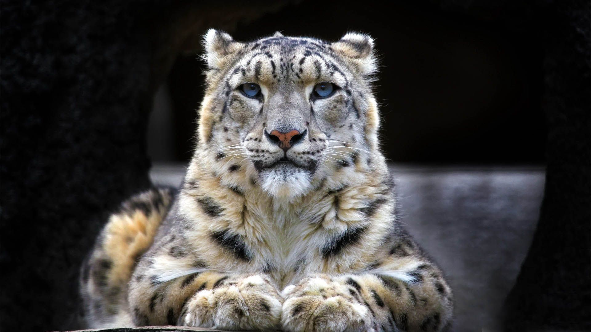 A majestic snow leopard with striking blue eyes gazes intently at the viewer