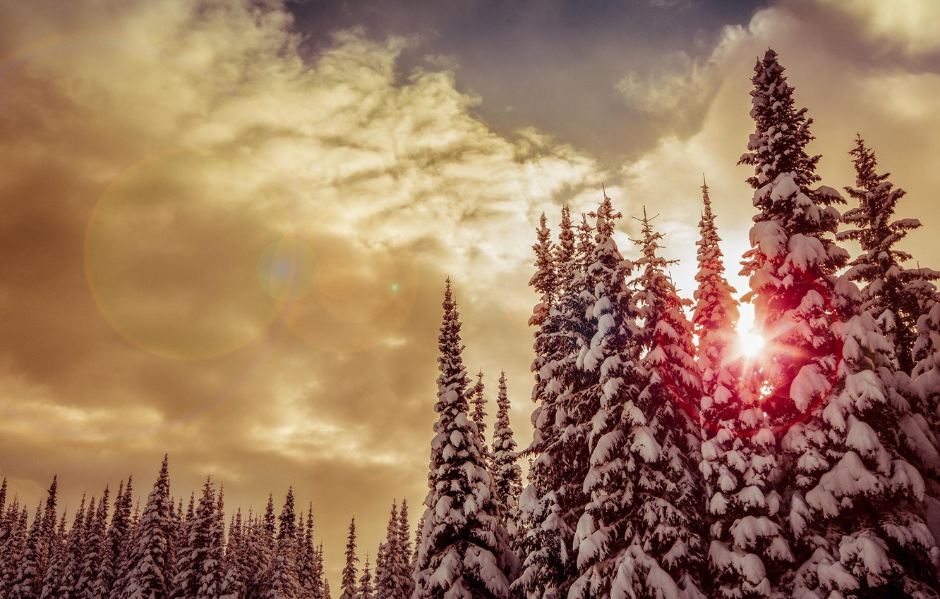 Wallpaper Winter Forest The Sun Snow Trees Sunset Clouds
