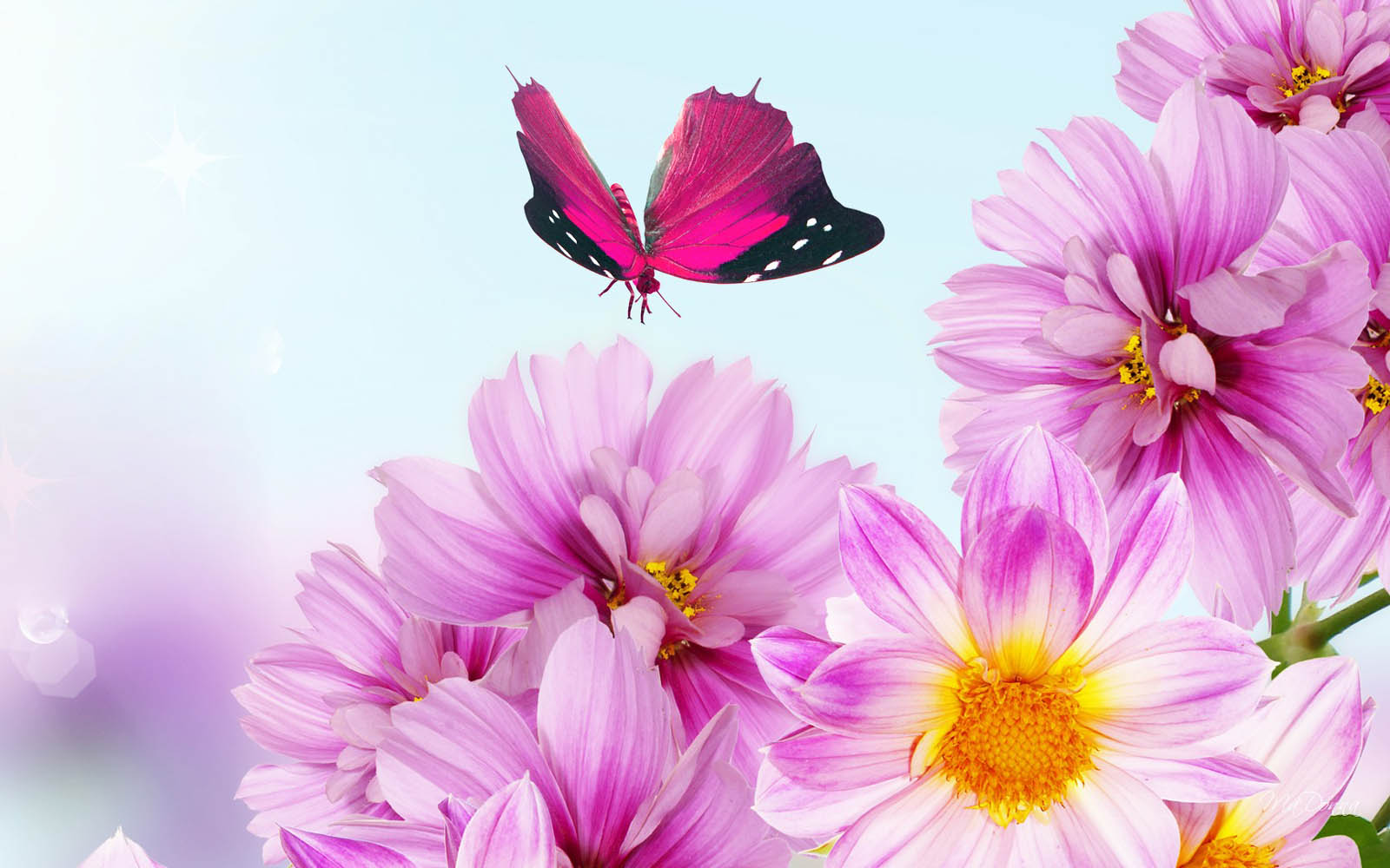 Pink Flowers Desktop Wallpaper Background