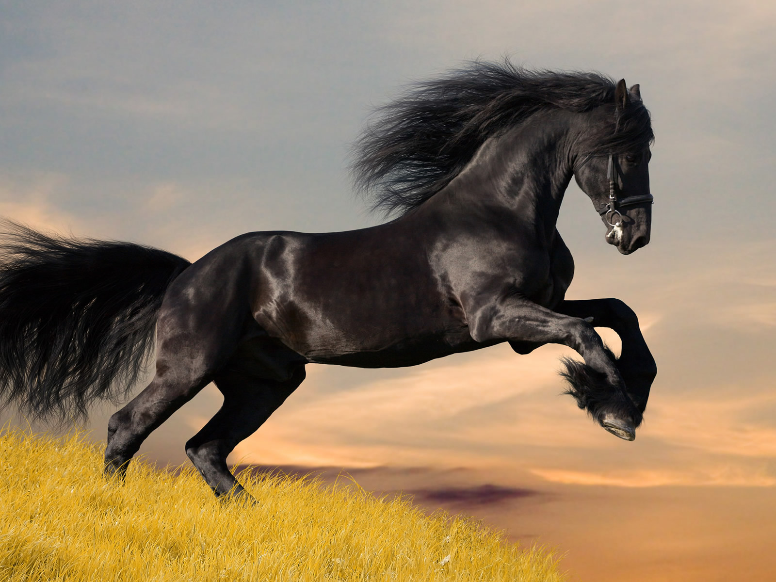 Black Spanish Horse Midnight Whispe Free Stock Photo - Public Domain  Pictures