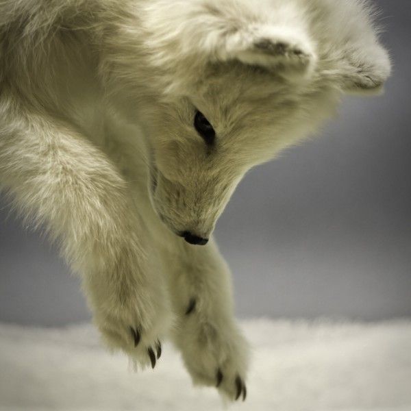 Arctic Fox Wallpaper Hunting In Snow X Ipod