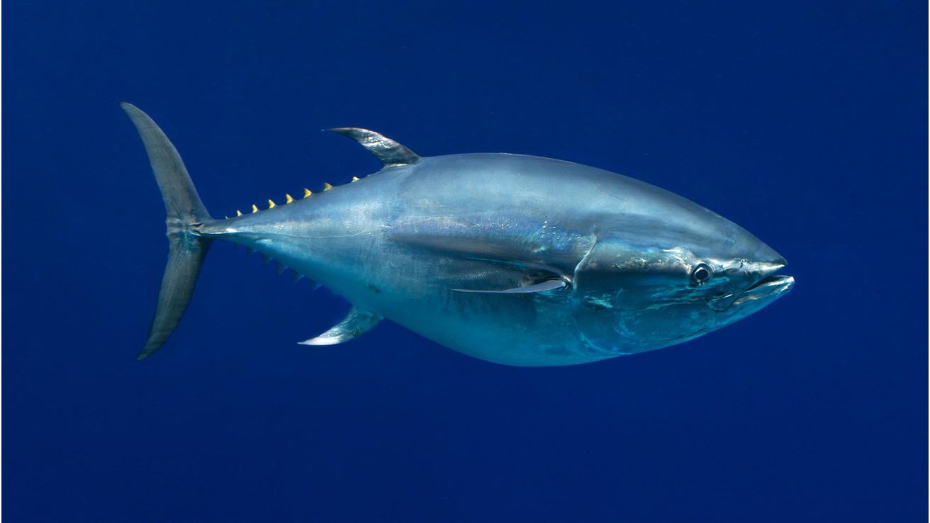 Pacific Bluefin Tuna Open Waters Fishes Thunnus
