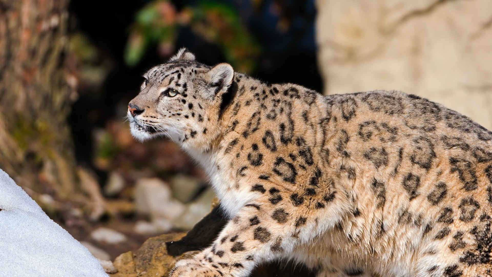 Wallpaper Snow Leopard Light Sit Full HD 1080p