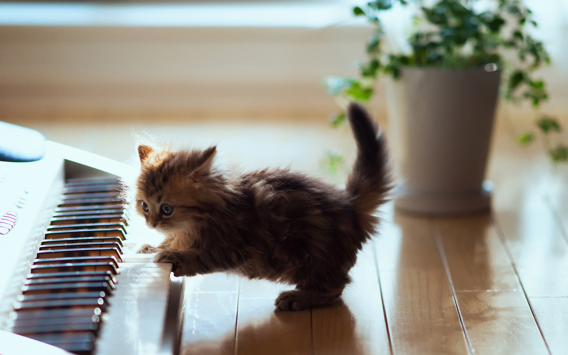 Cute Kitten Playing Piano Magic4Wallscom