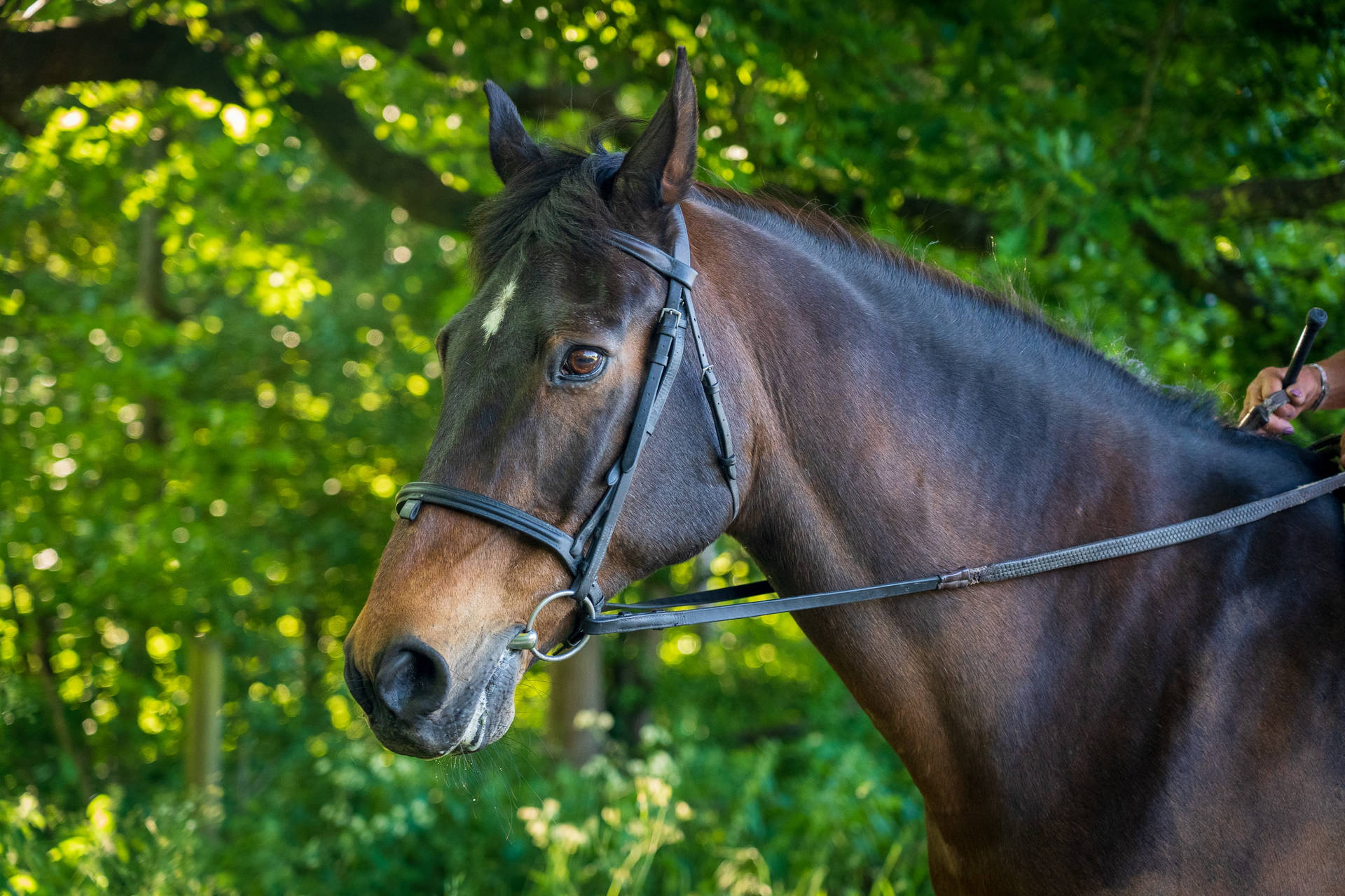 Horse Face Wallpaper