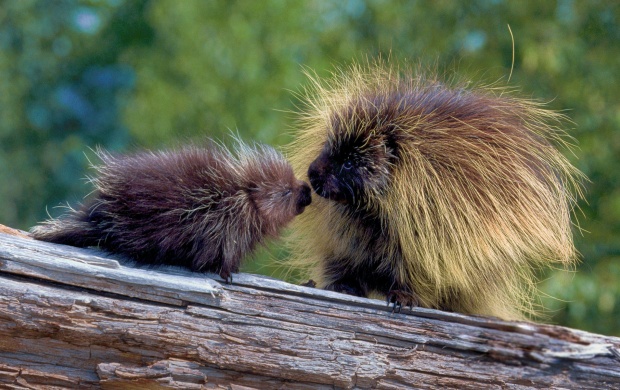 Porcupine At Tree Click To