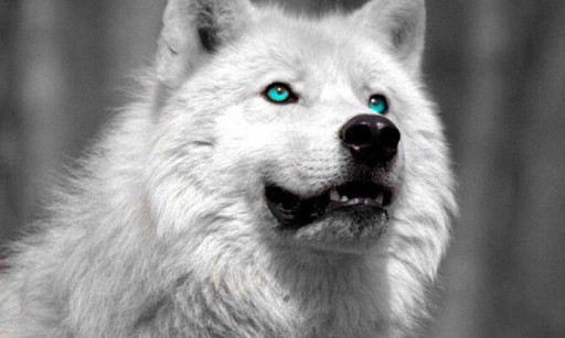 White Wolf HD Wallpaper For Android Appszoom