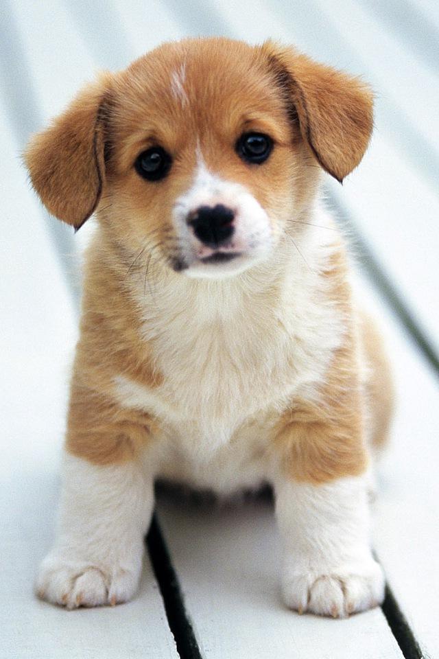 Cute Puppy Wallpaper  iPhone Android  Desktop Backgrounds