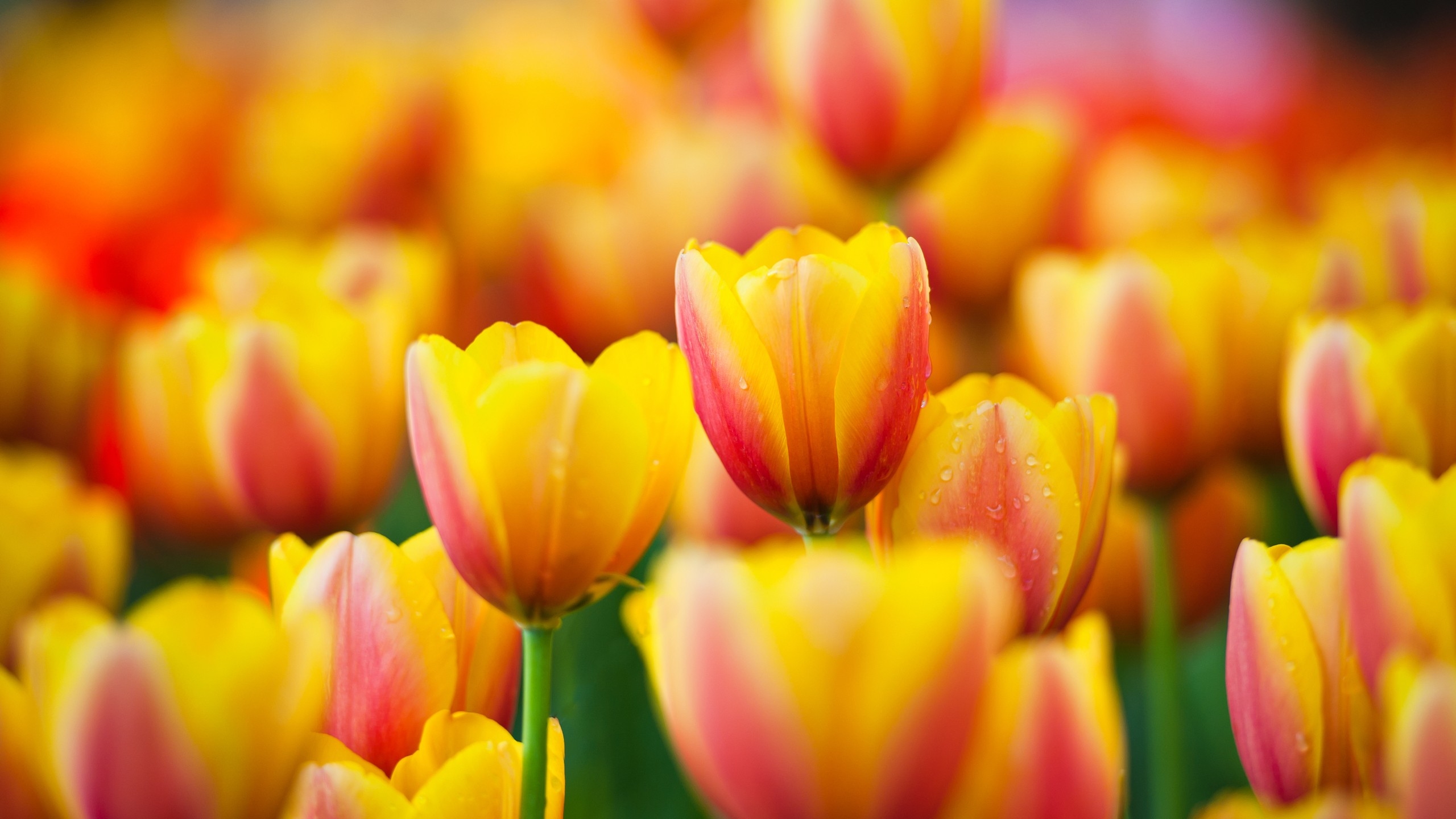 desktop wallpaper tulips orange yellow field desktop 2560x1440