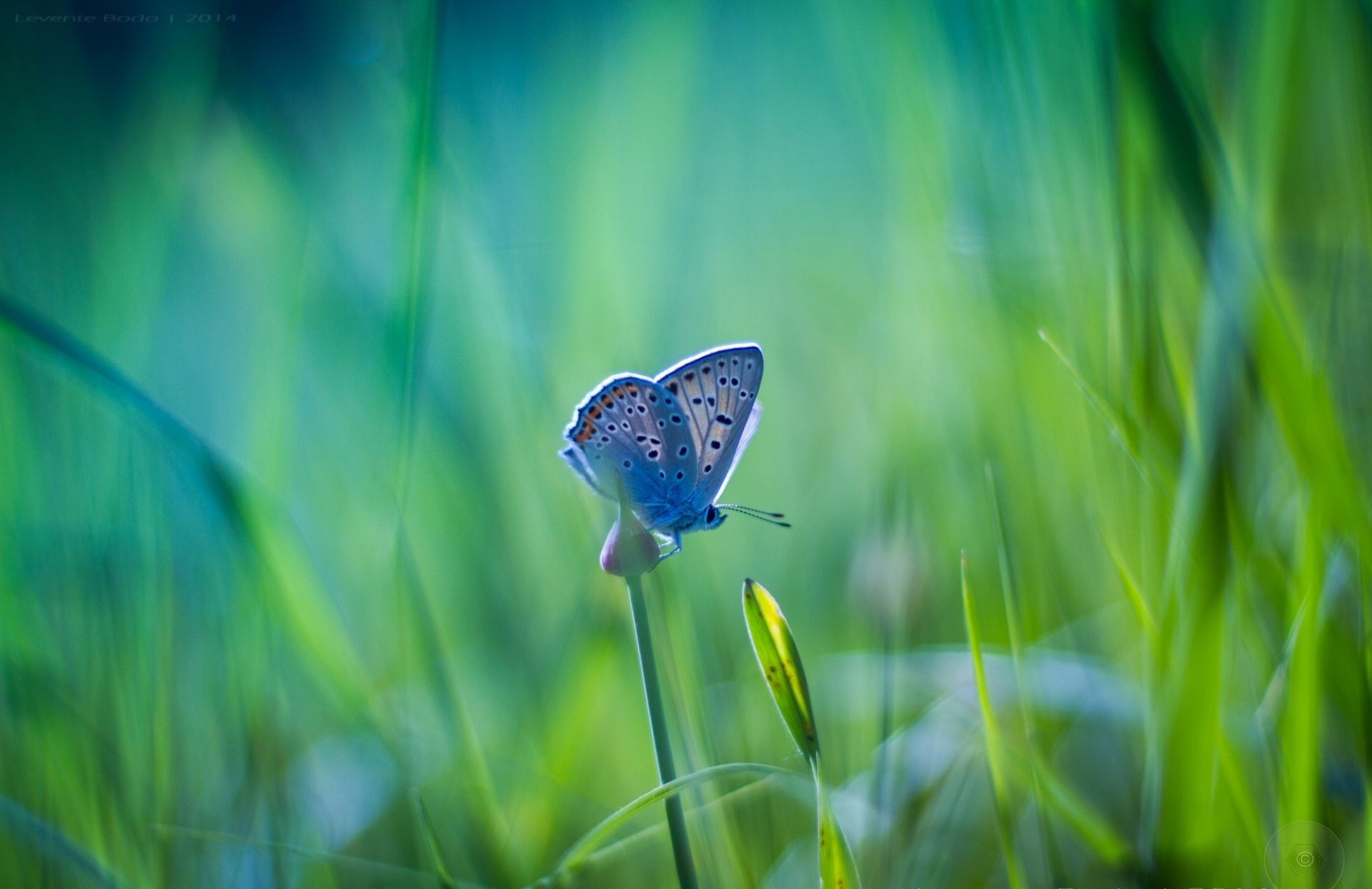 Butterfly Photography Wallpaper On