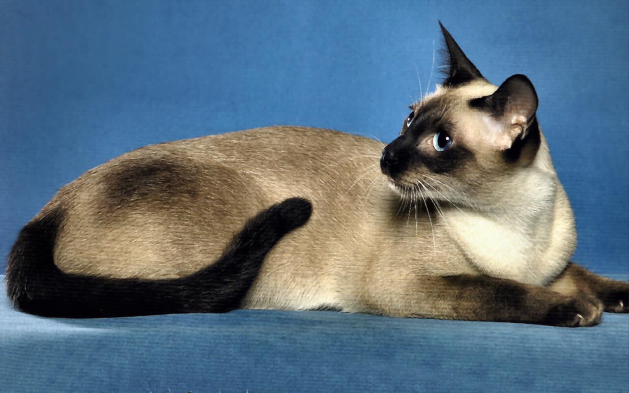  43 Siamese  Cat  Wallpapers  for Desktop on WallpaperSafari