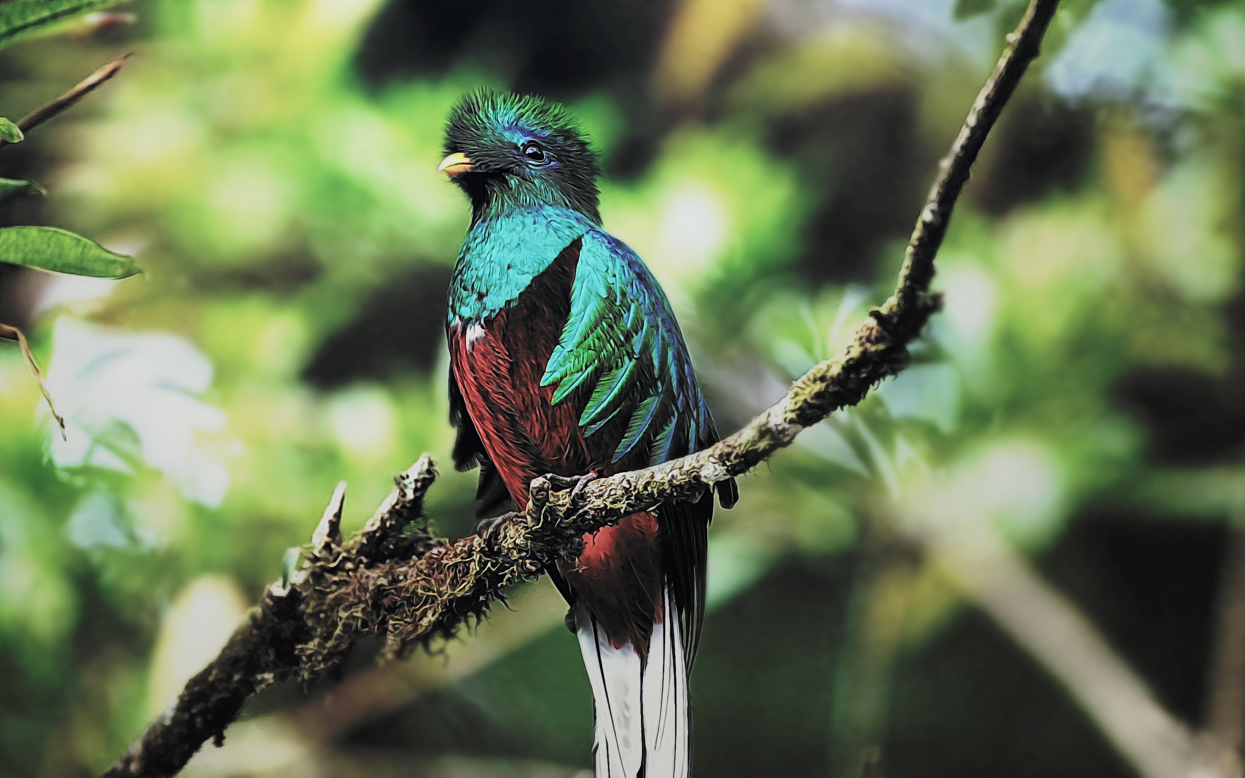 Quetzal Bird Wallpaper HD